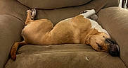Georgia is registered to the contest to win money with this photo: dog, sleeping, recliner, chair, indoor, pet, tan_fur, white_fur, upside_down, relaxed, nap, lounging, paws, tail, living_room, furniture, cozy, funny, domestic_animal, portrait