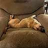 dog, sleeping, recliner, chair, indoor, pet, tan_fur, white_fur, upside_down, relaxed, nap, lounging, paws, tail, living_room, furniture, cozy, funny, domestic_animal, portrait