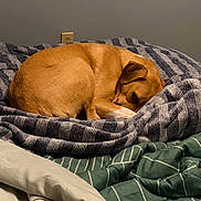 Georgia joined the competition — help win amazing prizes! dog, sleeping, curled_up, tan_fur, short_hair, pet, animal, bed, blanket, bedding, cozy, indoors, bedroom, resting, lying_down, brown, portrait, warm_lighting, home, relaxed