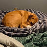 dog, sleeping, curled_up, tan_fur, short_hair, pet, animal, bed, blanket, bedding, cozy, indoors, bedroom, resting, lying_down, brown, portrait, warm_lighting, home, relaxed