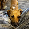 Georgia joined the competition — help win amazing prizes! dog, puppy, brown_dog, short_hair, floppy_ears, white_marking, pet, animal, portrait, close_up, indoors, living_room, blanket, cozy, couch, floor, slipper, resting, looking_at_camera, cute