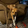 Georgia joined the competition — help win amazing prizes! dog, pet, animal, recliner, chair, indoor, living_room, furniture, wood_floor, toy, plush_toy, orange_toy, standing, lying, brown_dog, white_paws, floppy_ears, portrait, home, funny