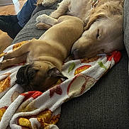 Max And Rocket is registered to the contest to win money with this photo: dog, puppy, golden_retriever, sleeping, couch, blanket, indoor, pet, cozy, resting, furniture, domestic, animal, companion, relaxation, cute, friendship, house, living_room, blanket_pattern