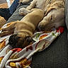 dog, puppy, golden_retriever, sleeping, couch, blanket, indoor, pet, cozy, resting, furniture, domestic, animal, companion, relaxation, cute, friendship, house, living_room, blanket_pattern