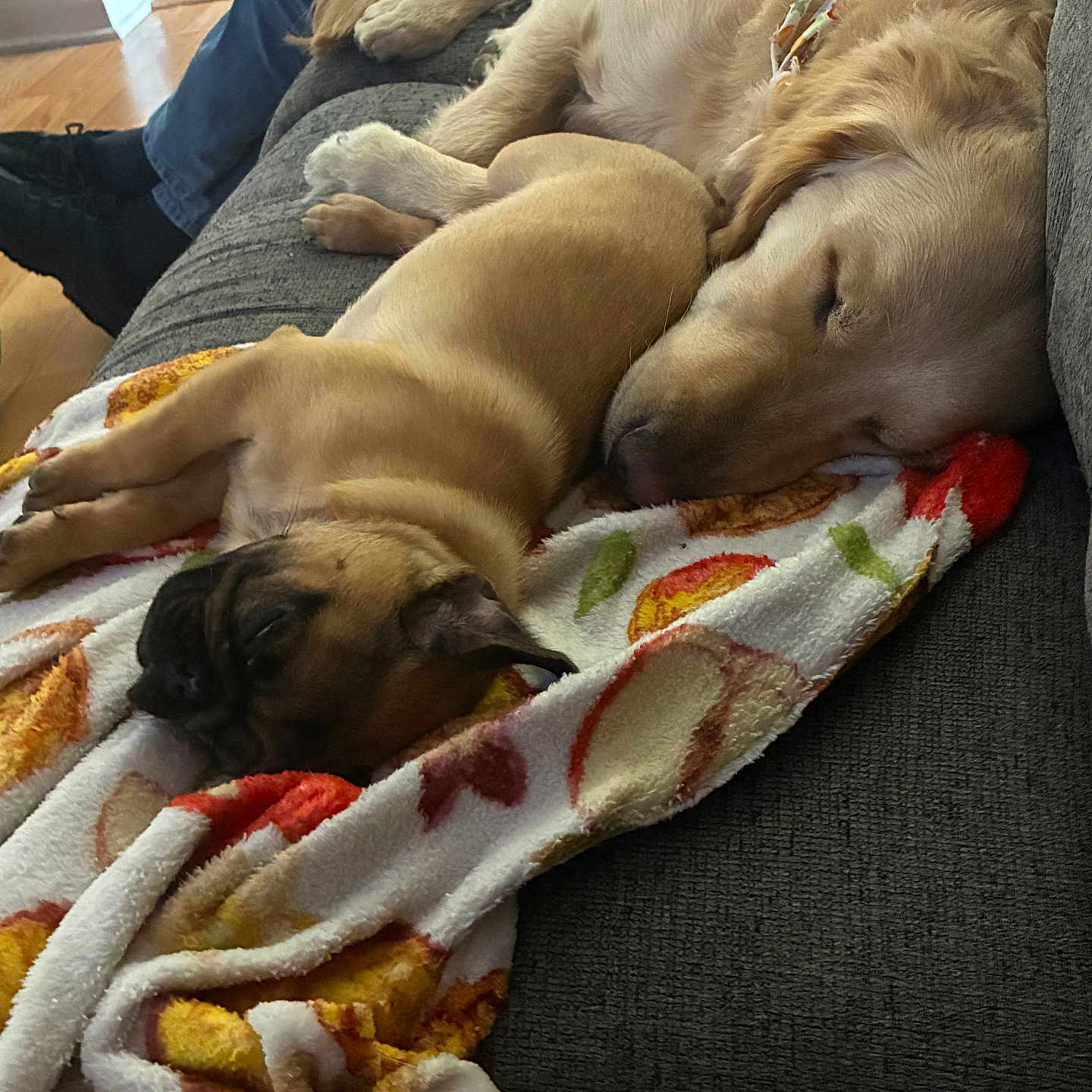 Max And Rocket
