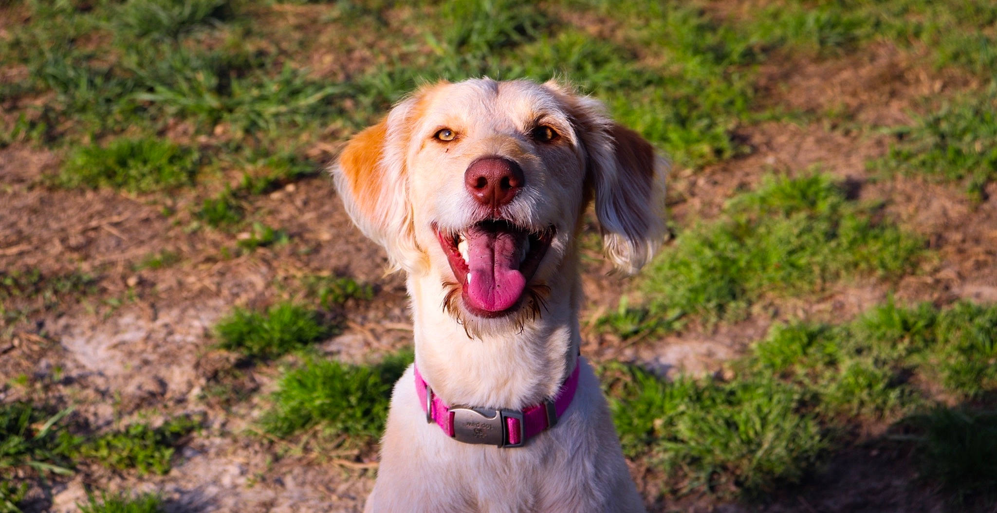 Noodle is registered to the contest to win money with this photo: adventure, canidae, carnivore, companion_dog, dog, dog_breed, dog_collar, fawn, golden_retriever, hunting_dog, labrador_retriever, mammal, pointing_breed, retriever, snout, sporting_group, vertebrate