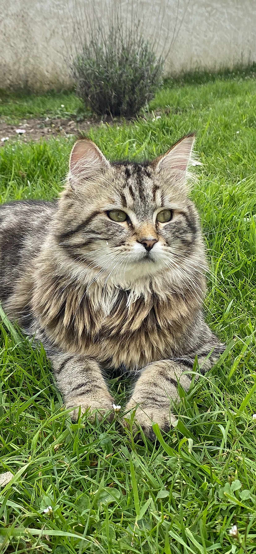 Gaston