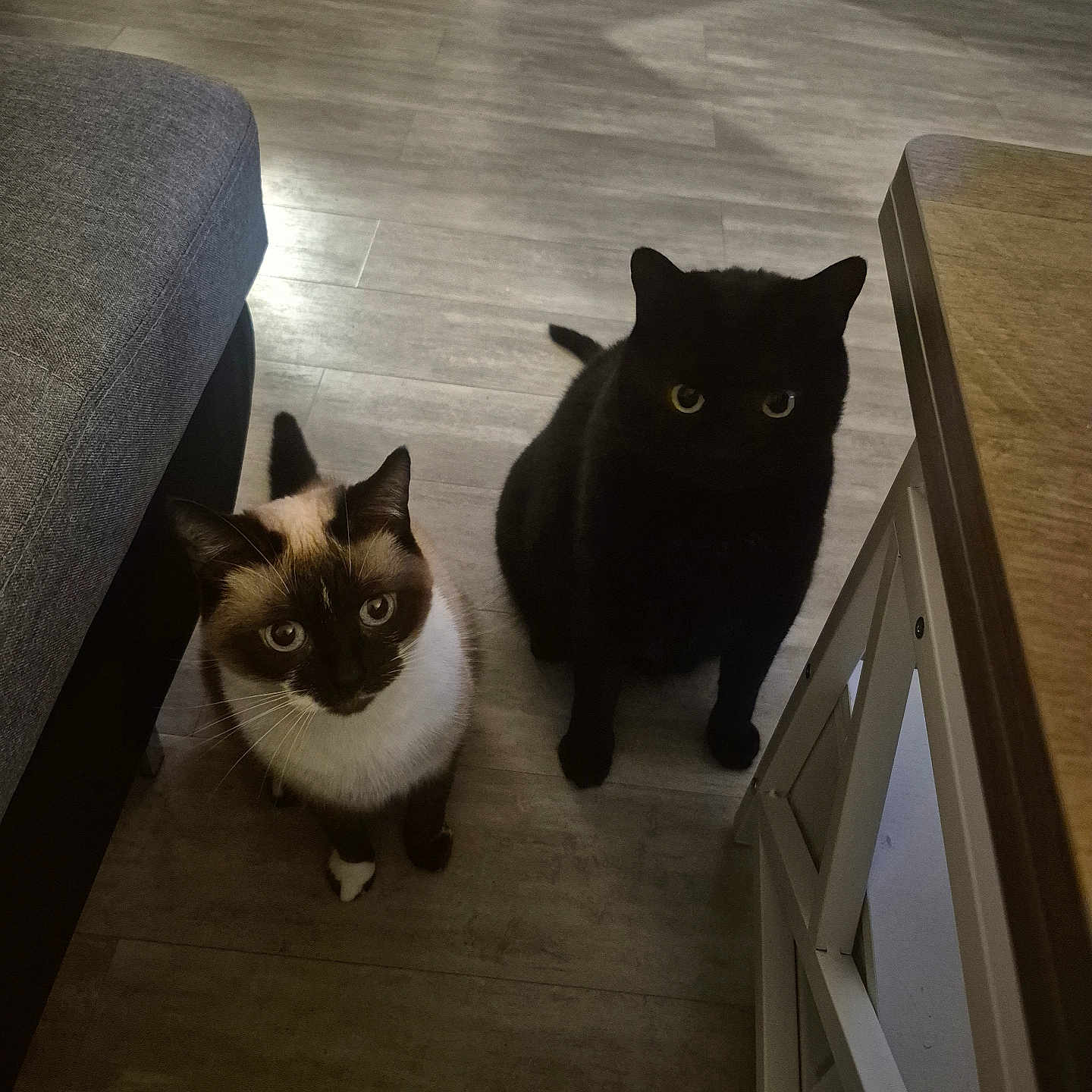 Bounty Et Luna a rejoint le concours — aidez-le/la à gagner de superbes lots ! animal, black_cat, cat, couch, curious, domestic, ears, floor, furniture, home, indoor, looking_up, pet, siamese_cat, sitting, table, tail, two_cats, whiskers, wooden_floor