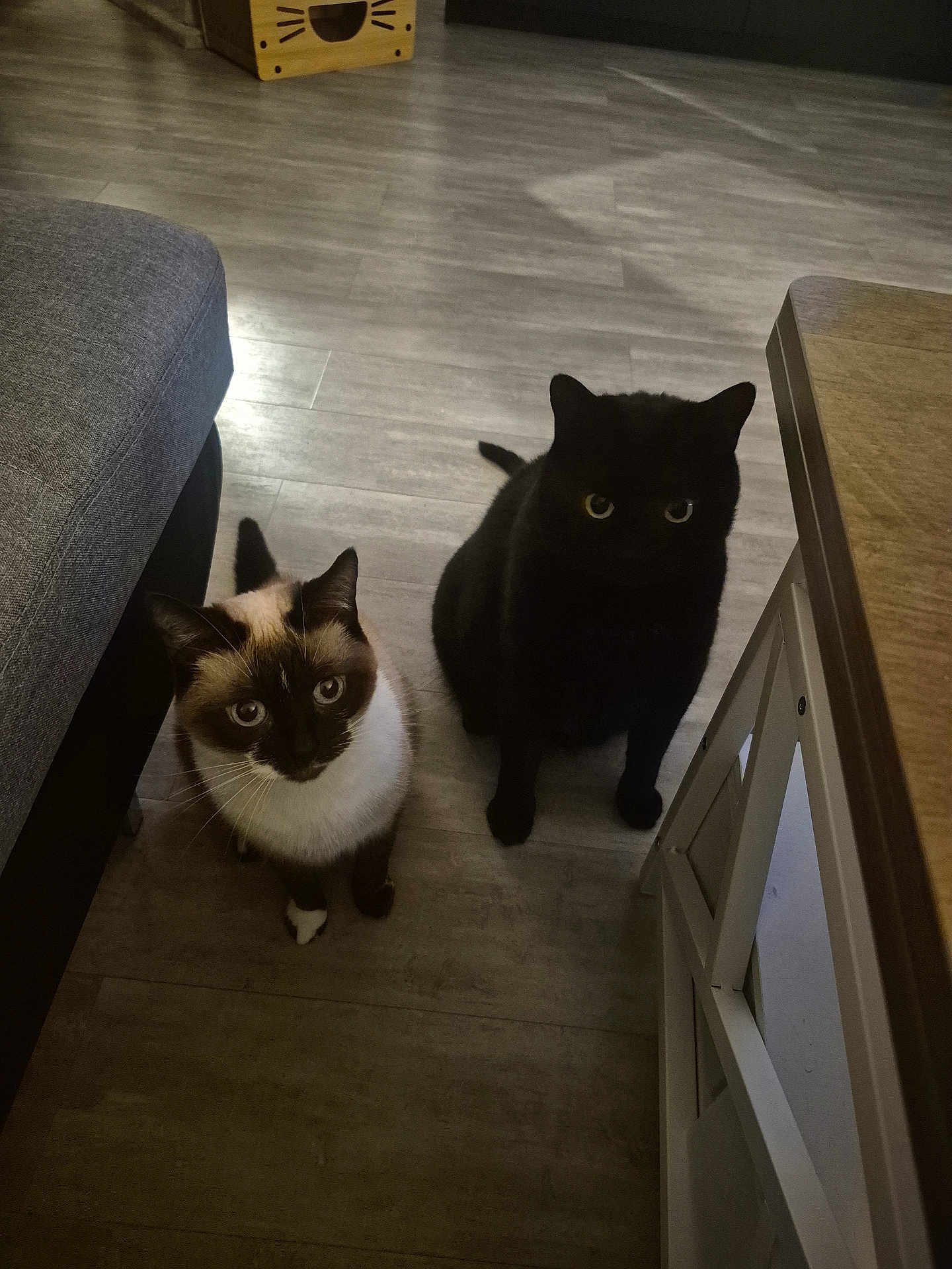 Bounty Et Luna a rejoint le concours — aidez-le/la à gagner de superbes lots ! cat, siamese_cat, black_cat, floor, wooden_floor, furniture, couch, table, indoor, pet, animal, curious, sitting, looking_up, ears, whiskers, tail, home, domestic, two_cats