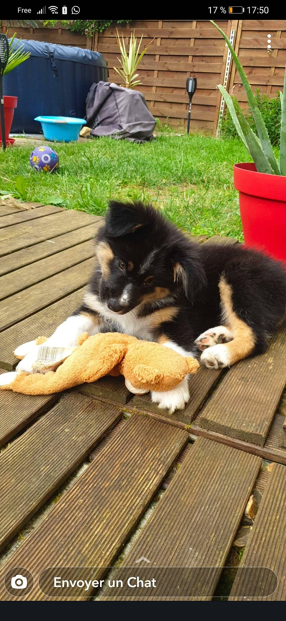 Douma a rejoint le concours — aidez-le/la à gagner de superbes lots ! canidae, chair, companion_dog, dog, dog_breed, fawn, felidae, flowerpot, fur, grass, green, herding_dog, leisure, mammal, outdoor_furniture, plant, small_to_medium_sized_cats, tail, terrestrial_animal, wood