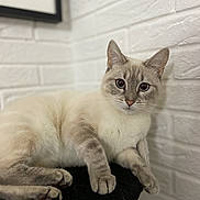Oxie participe au concours pour gagner de l'argent avec cette photo : abyssinian, angora, animal, architecture, building, cat, kitten, manx, pet, siamese, wall