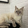 abyssinian, angora, animal, architecture, building, cat, kitten, manx, pet, siamese, wall