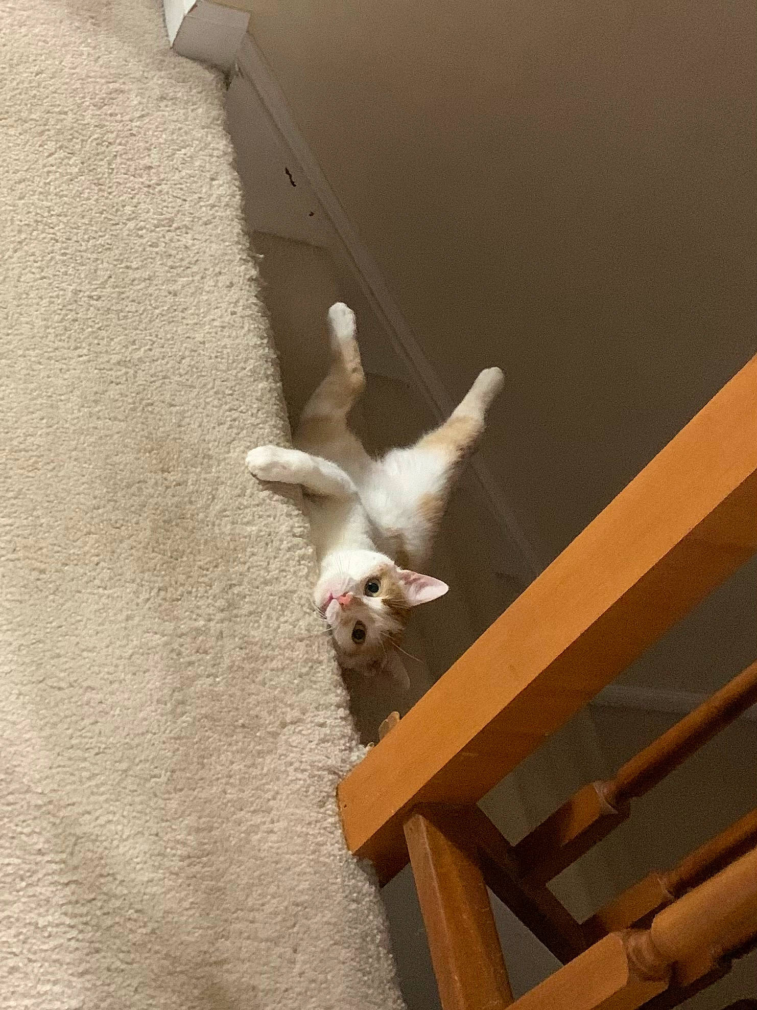 Pepper is registered to the contest to win money with this photo: bird, carnivore, cat, ceiling, comfort, fawn, felidae, hardwood, room, seabird, shadow, small_to_medium_sized_cats, tail, wildlife, wing, wood