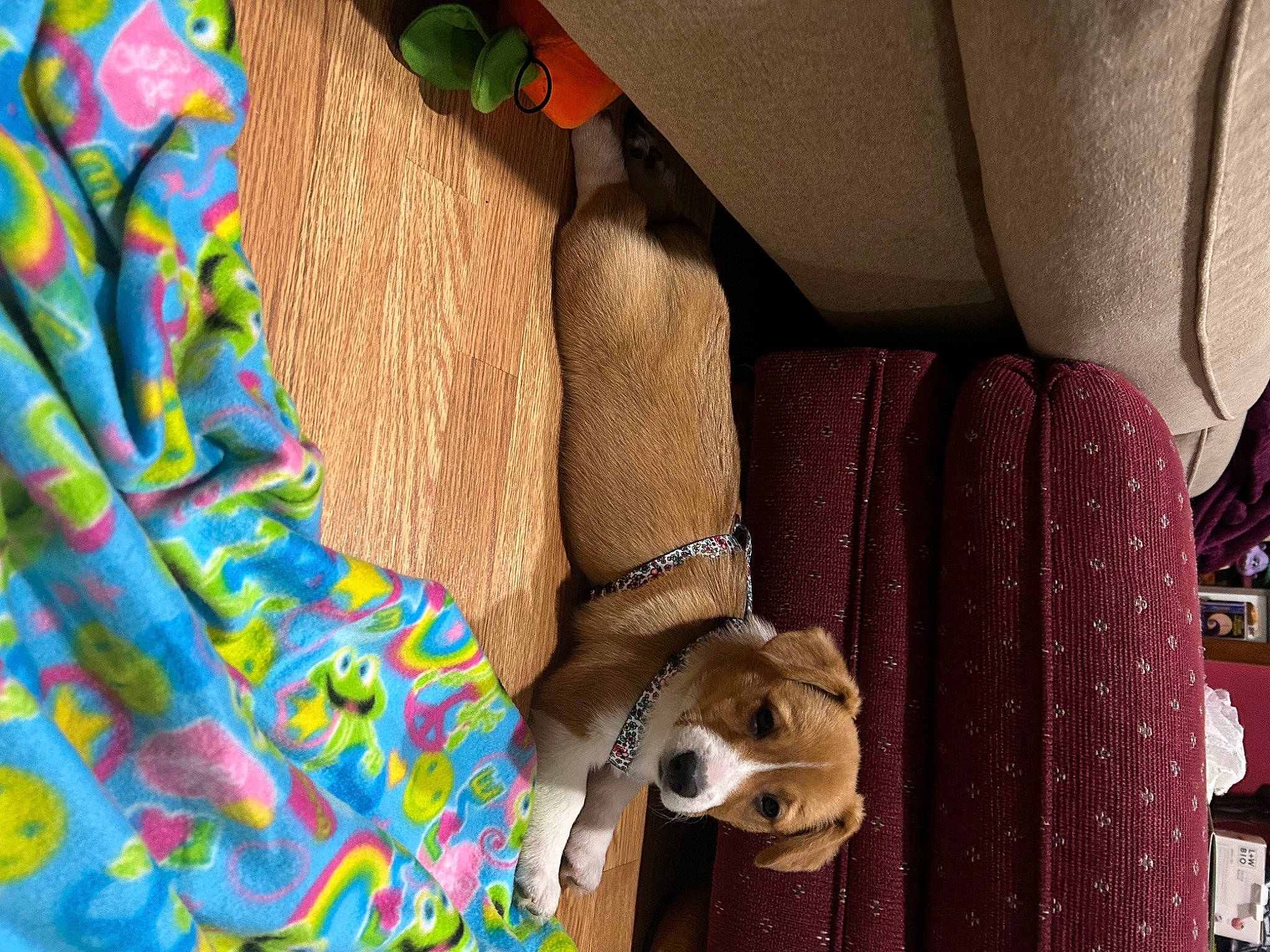 Waffle is registered to the contest to win money with this photo: art, bag, canidae, car_seat, carnivore, companion_dog, dog, dog_breed, fashion_accessory, fawn, felidae, fur, human_leg, pattern, small_to_medium_sized_cats, sporting_group, textile, toy_dog, wood, working_animal