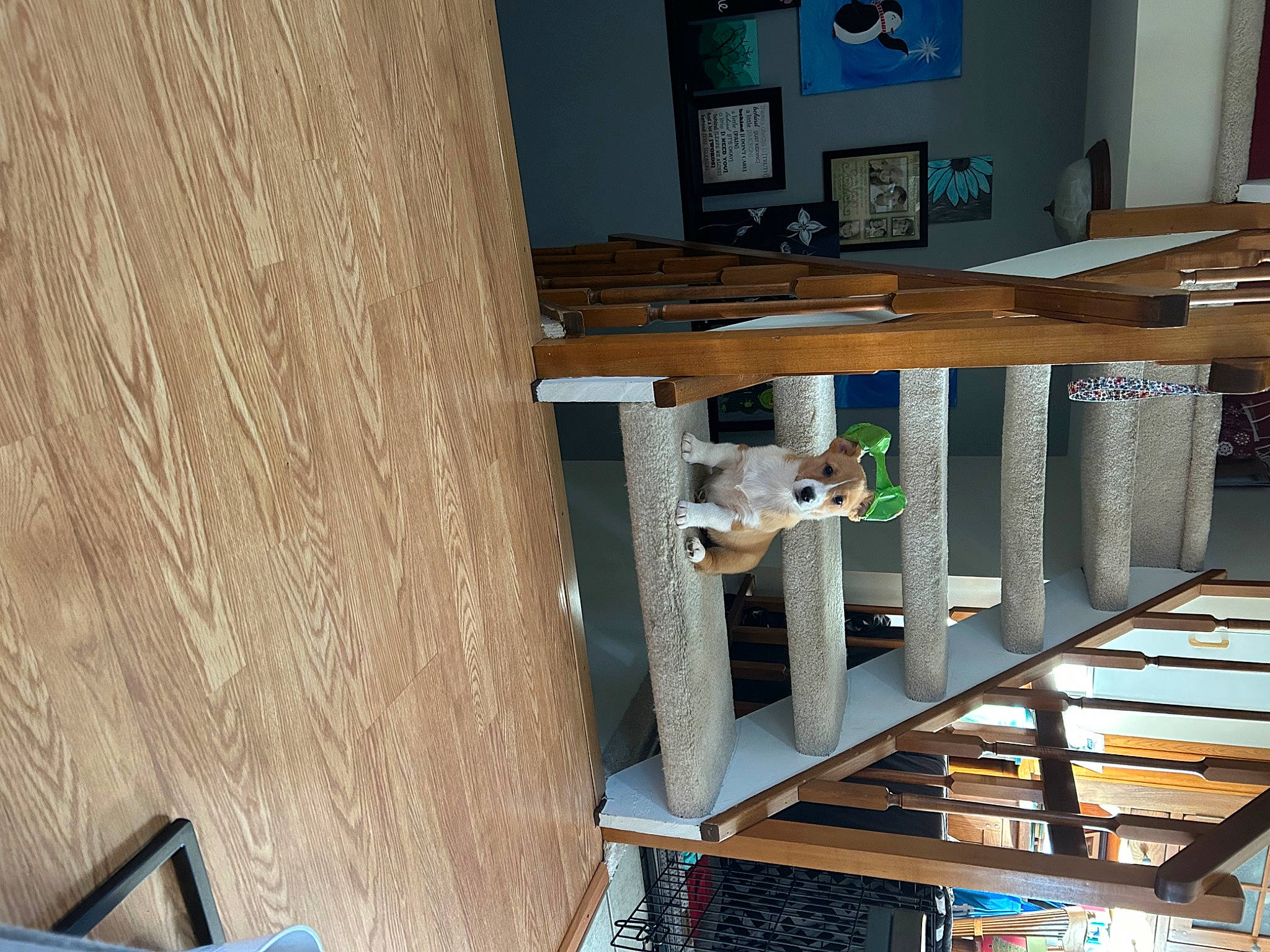 Waffle joined the competition — help win amazing prizes! blue, bookcase, building, ceiling, chair, door, floor, flooring, handrail, hardwood, house, interior_design, plywood, room, shelf, shelving, stairs, varnish, wood, wood_stain