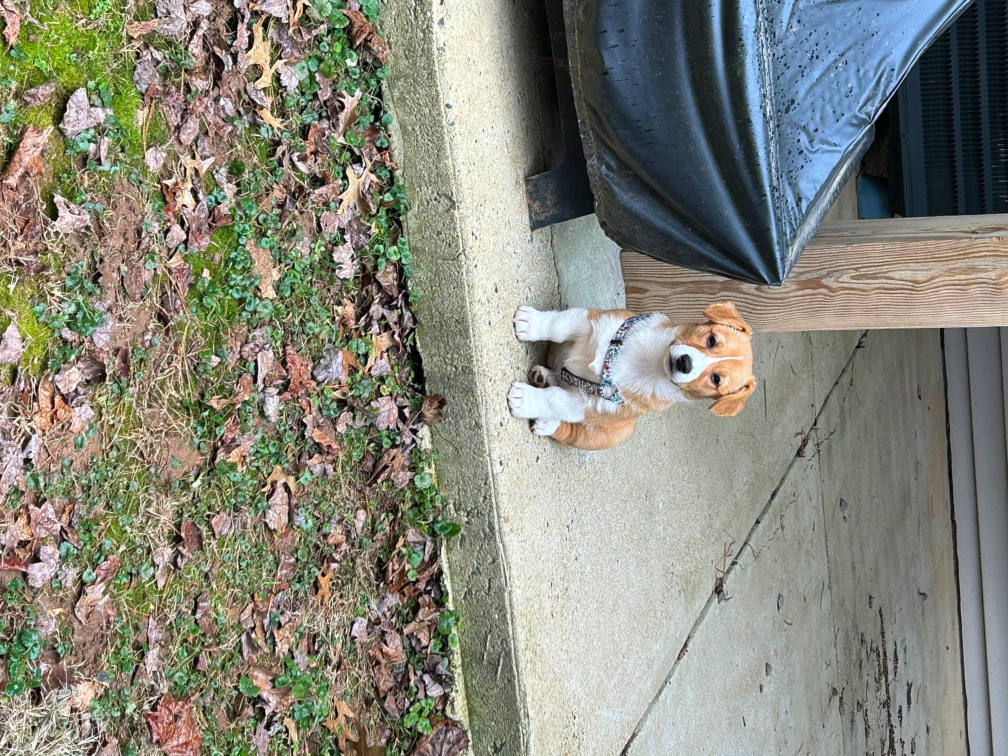 Waffle is registered to the contest to win money with this photo: art, building, canidae, carnivore, companion_dog, dog, dog_breed, door, fawn, flooring, grass, groundcover, house, plant, sidewalk, sporting_group, tail, toy, tree, wood