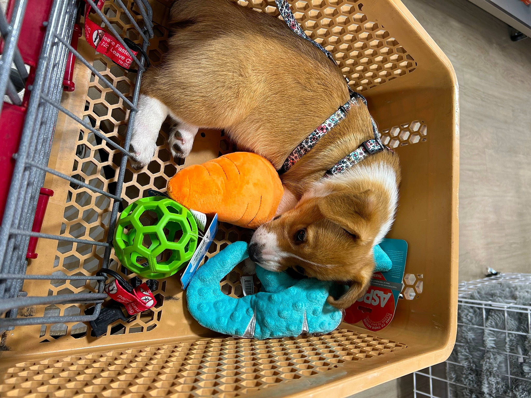 Waffle is registered to the contest to win money with this photo: ball, canidae, carnivore, companion_dog, dog, dog_breed, dog_supply, fashion_accessory, fawn, flooring, fur, pet_supply, plush, radio, snout, sporting_group, stuffed_toy, tail, toy, working_animal