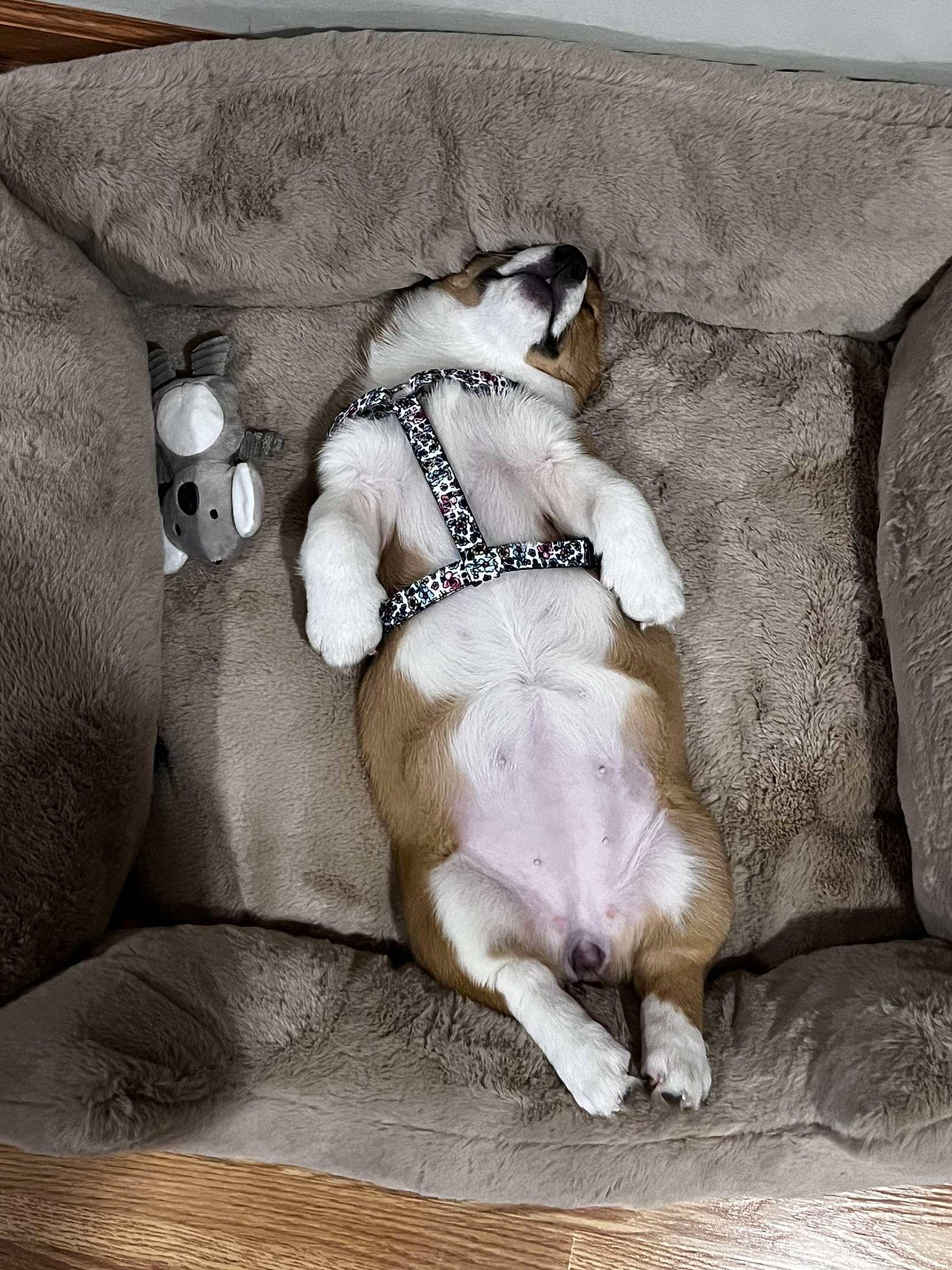 Waffle is registered to the contest to win money with this photo: bedding, carnivore, collar, comfort, companion_dog, couch, dog, dog_breed, dog_collar, dog_supply, fawn, fur, grey, linens, paw, pet_supply, snout, sporting_group, textile, working_animal