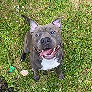 Taiko participe au concours pour gagner de l'argent avec cette photo : dog, grass, flower, outdoor, happy, pet, canine, blue_eyes, tongue_out, smiling, playful, nature, greenery, grass_field, paw, ear, toy, person, shoe, casual