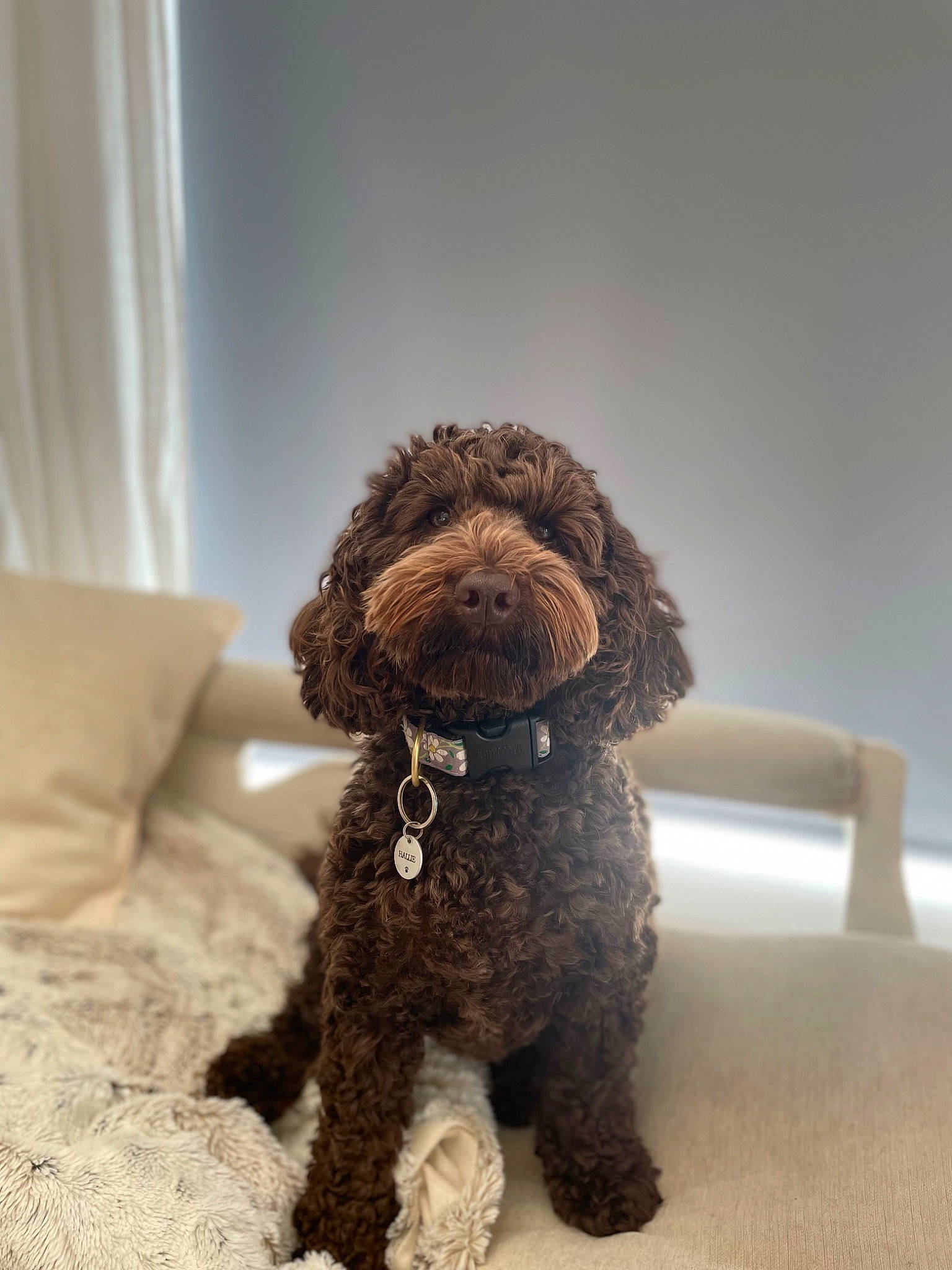 Hallie is registered to the contest to win money with this photo: canidae, carnivore, companion_dog, couch, curtain, dog, dog_breed, dog_supply, fur, liver, poodle, snout, sporting_group, stuffed_toy, terrestrial_animal, terrier, toy, toy_dog, water_dog, working_animal