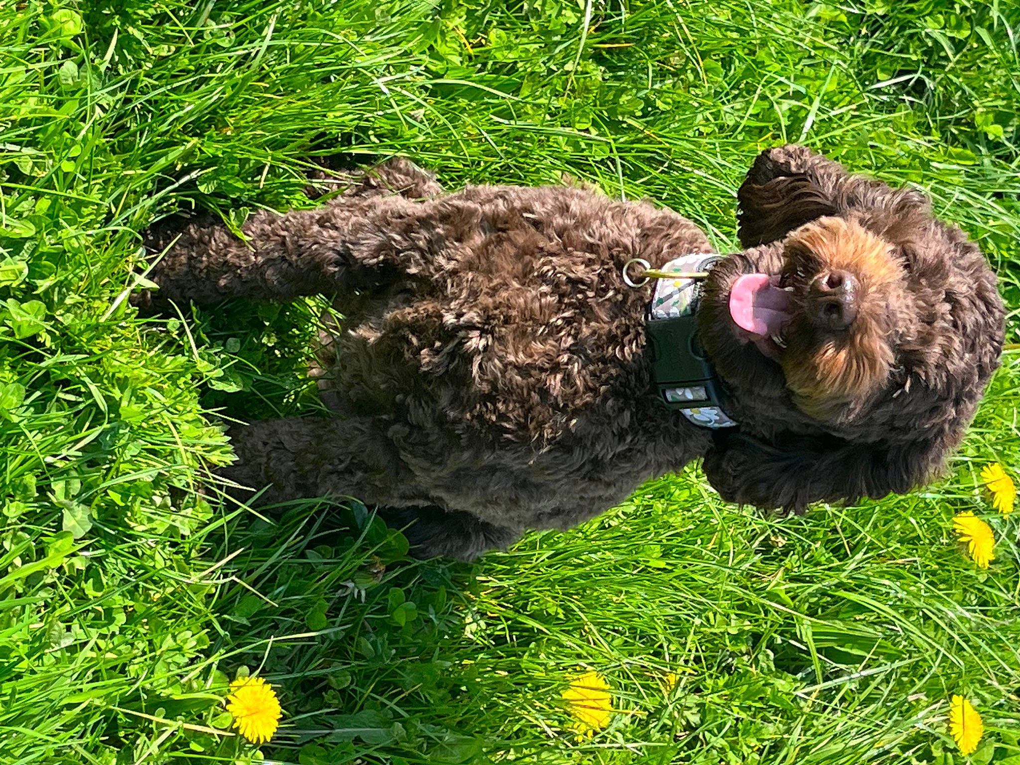 Hallie joined the competition — help win amazing prizes! canidae, carnivore, companion_dog, dog, dog_breed, flower, fur, grass, grassland, groundcover, military_camouflage, pasture, people_in_nature, plant, shrub, soil, sporting_group, terrestrial_animal, water_dog, wildlife