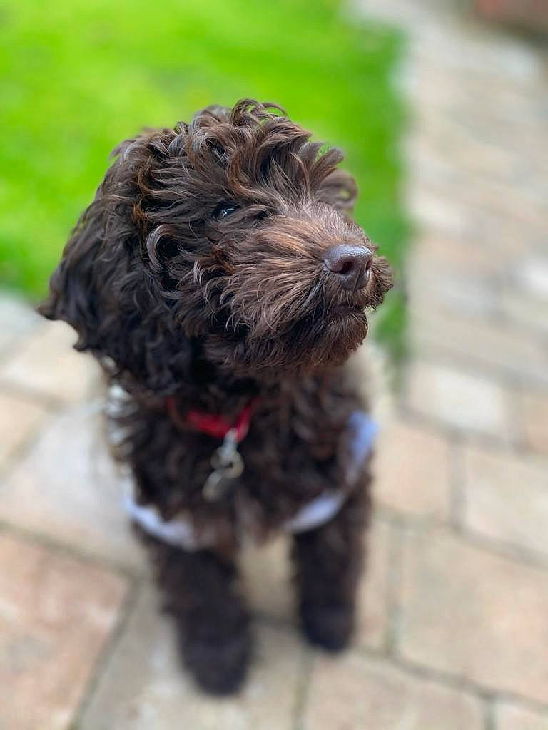 Hallie joined the competition — help win amazing prizes! canidae, carnivore, collar, companion_dog, dog, dog_breed, dog_collar, fur, liver, non_sporting_group, small_terrier, snout, sporting_group, terrestrial_animal, terrier, toy_dog, water_dog, working_animal