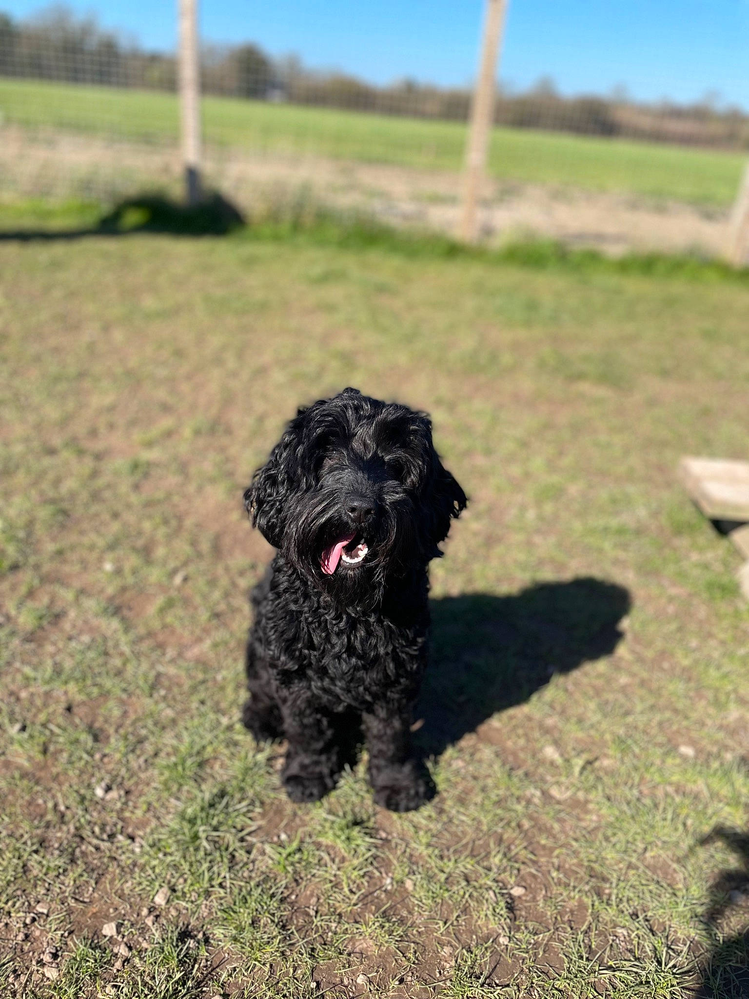 Finn is registered to the contest to win money with this photo: carnivore, companion_dog, dog, dog_breed, fur, grass, grassland, liver, sky, small_terrier, snout, soil, sporting_group, terrestrial_animal, terrier, toy_dog, tree, water_dog, working_animal, working_dog
