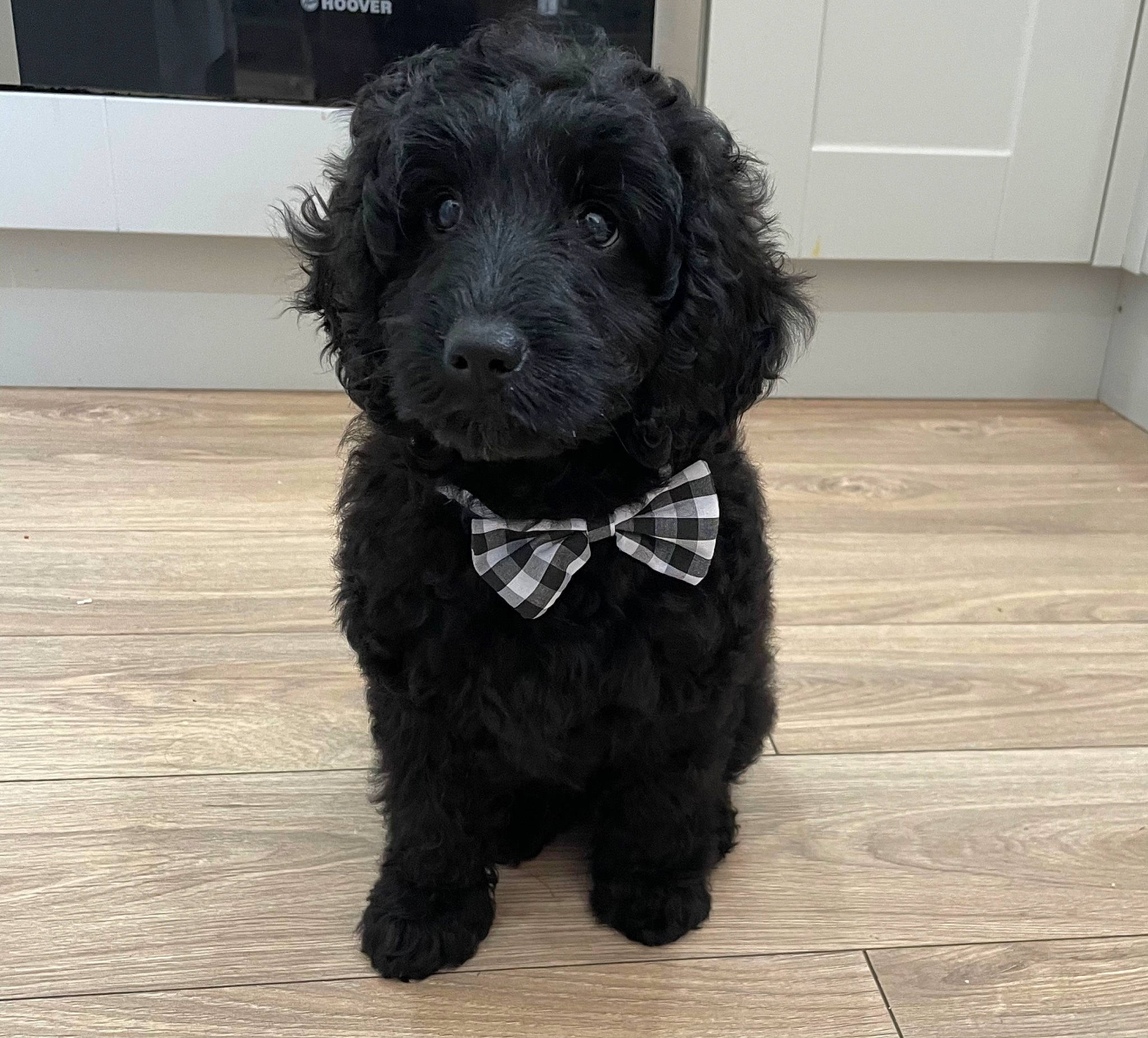 Finn is registered to the contest to win money with this photo: canidae, carnivore, collar, companion_dog, dog, dog_breed, dog_collar, door, flooring, fur, hardwood, labradoodle, liver, snout, sporting_group, terrestrial_animal, terrier, toy_dog, water_dog, working_animal