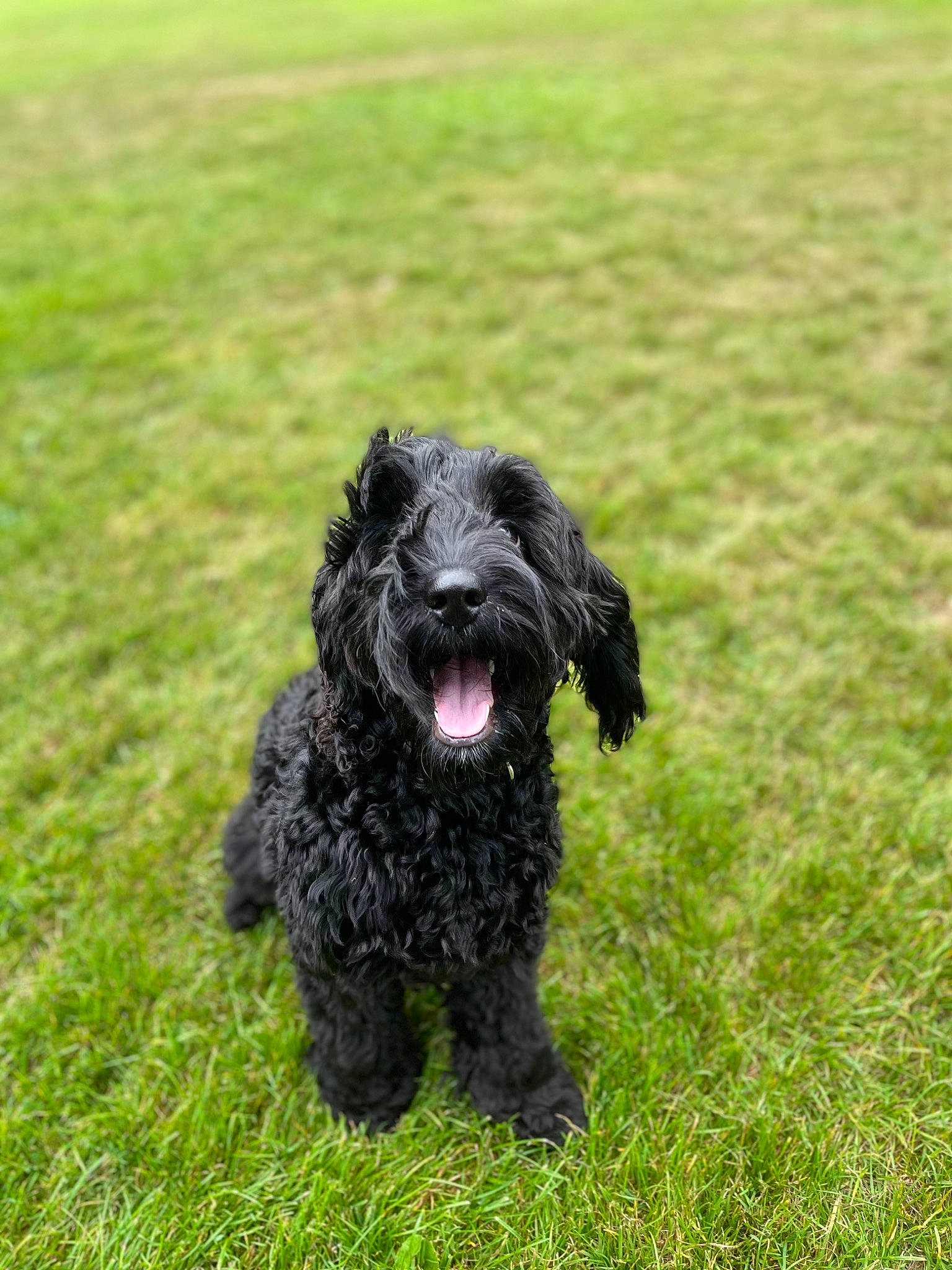 Finn joined the competition — help win amazing prizes! canidae, carnivore, collar, companion_dog, dog, dog_breed, dog_collar, fur, grass, grassland, herding_dog, non_sporting_group, snout, sporting_group, terrestrial_animal, terrier, toy_dog, water_dog, working_animal, working_dog