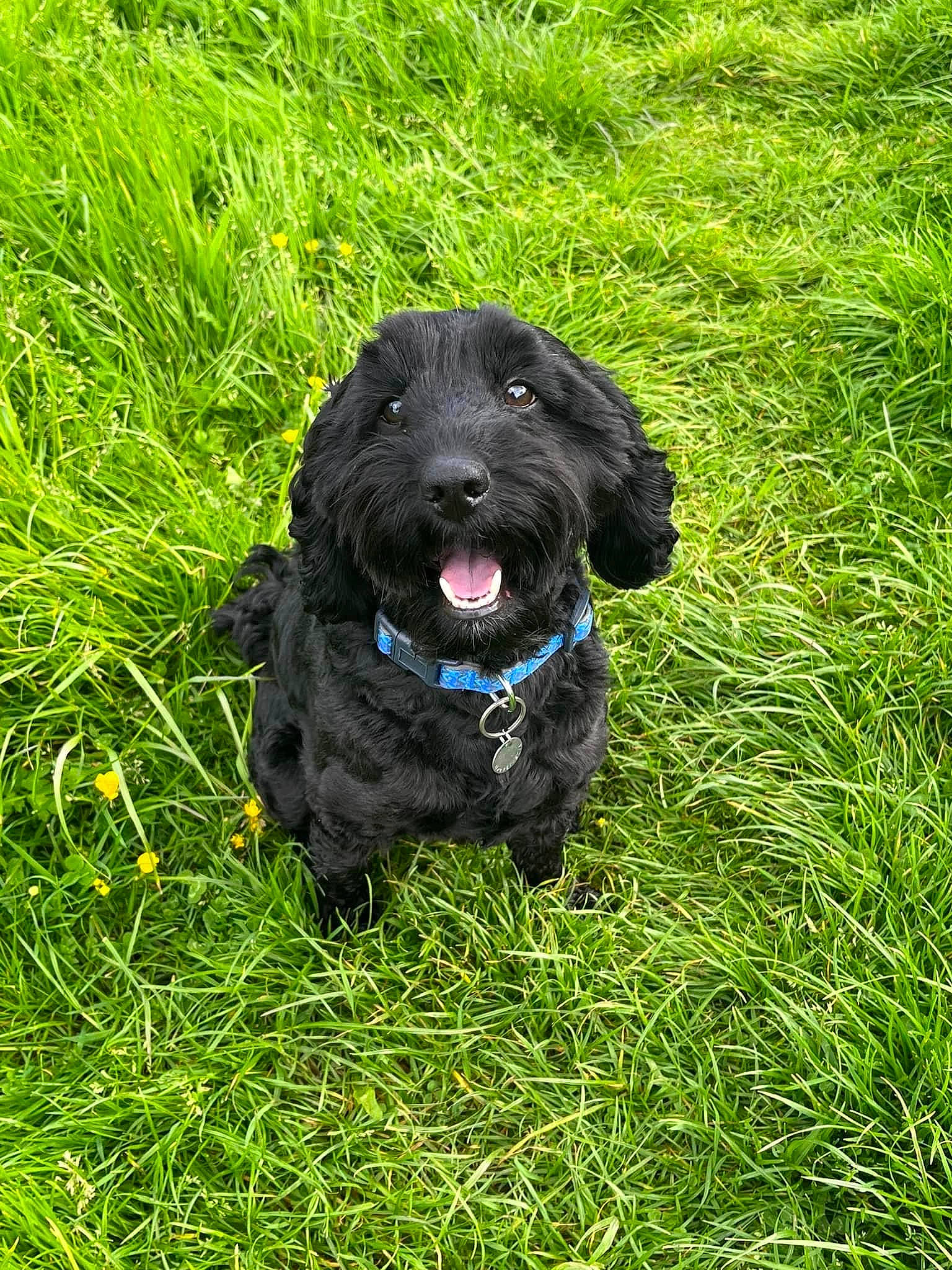 Finn joined the competition — help win amazing prizes! borador, canidae, carnivore, collar, companion_dog, dog, dog_breed, dog_collar, fur, grass, grassland, groundcover, gun_dog, liver, plant, puppy, retriever, sporting_group, terrestrial_animal, working_animal