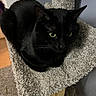 Groot is registered to the contest to win money with this photo: black_cat, cat, pet, feline, carpeted_cat_tree, indoor, green_eyes, animal, cute, whiskers, fur, cozy, perched, looking, curious, home, relaxed, closeup, quiet, resting