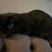 Groot joined the competition — help win amazing prizes! cat, black_cat, sleeping, couch, furniture, indoor, pet, animal, resting, tufted_couch, cozy, quiet, fur, domestic_cat, mammal, relaxing, calm, shadow, low_light, home