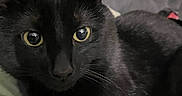 Groot is registered to the contest to win money with this photo: black_cat, cat, pet, animal, yellow_eyes, fur, whiskers, close_up, portrait, indoor, resting, lying_down, cute, feline, soft_texture, green_surface, shadow, mysterious, elegant, domestic_cat