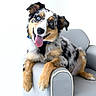 dog, puppy, blue_eyes, tongue_out, happy, chair, armchair, fur, pet, canine, indoor, smiling, playful, cute, relaxed, seated, looking_at_camera, black_and_tan, white_background, fluffy