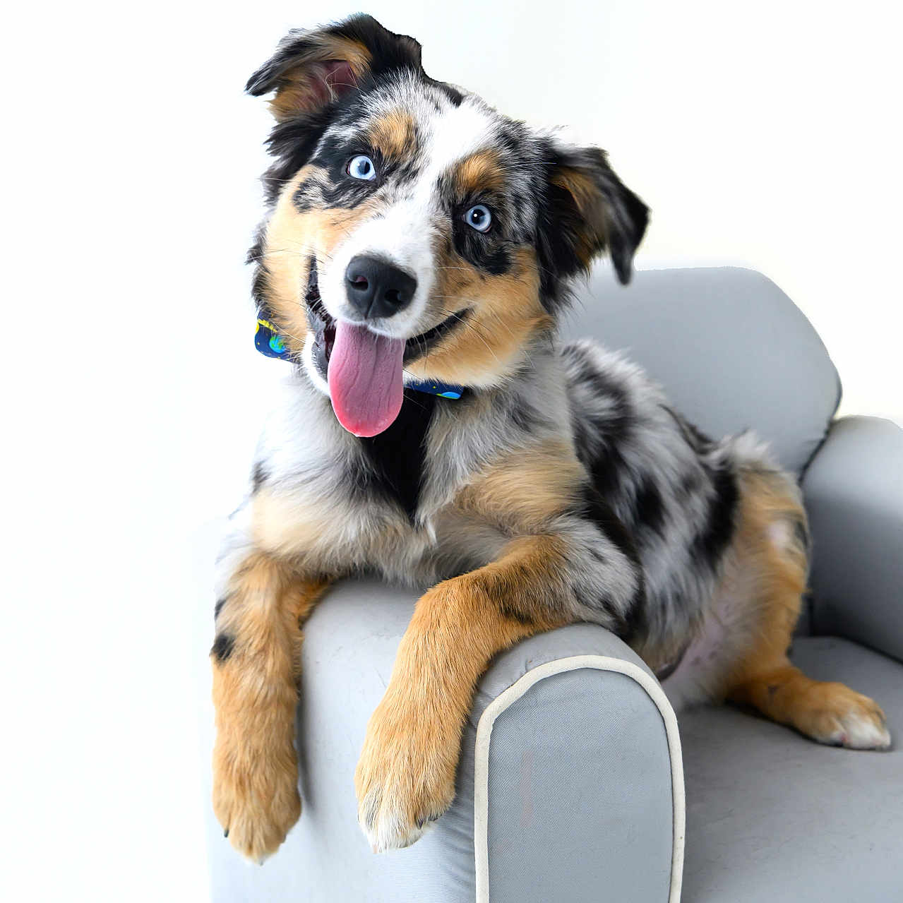 Nox is registered to the contest to win money with this photo: dog, puppy, blue_eyes, tongue_out, happy, chair, armchair, fur, pet, canine, indoor, smiling, playful, cute, relaxed, seated, looking_at_camera, black_and_tan, white_background, fluffy