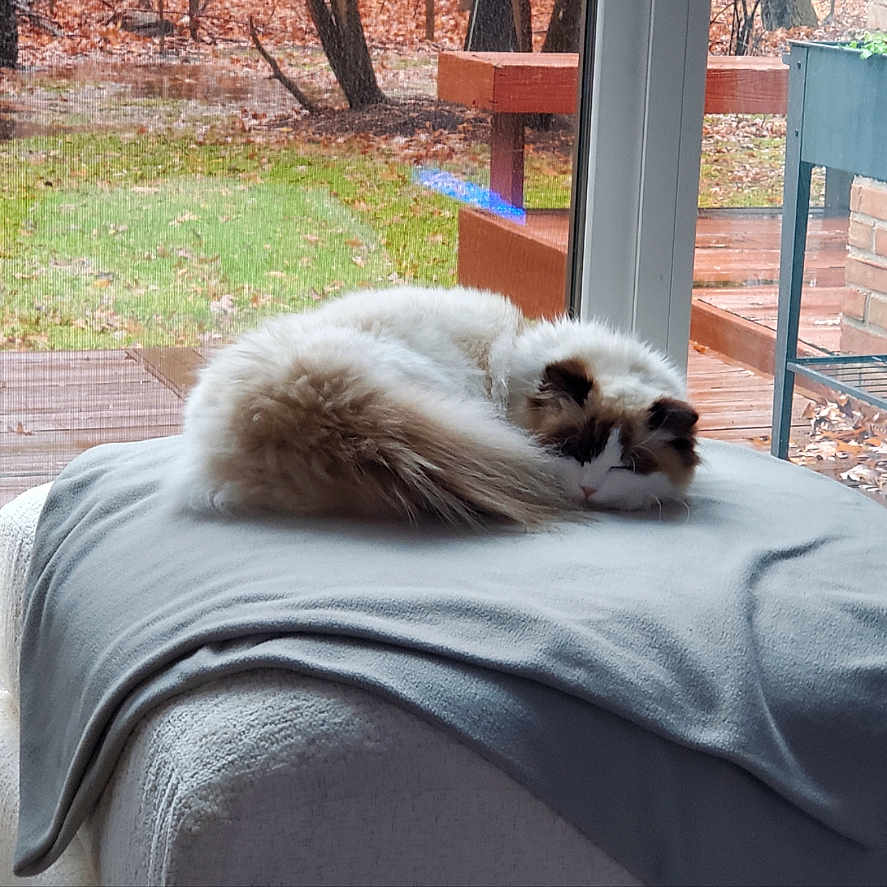 Yasmeen is registered to the contest to win money with this photo: animal, bed, bedroom, canine, cat, computer, couch, dog, electronics, eskimodog, furniture, indoors, interiordesign, laptop, outdoors, pc, pet, puppy, screen, terrier
