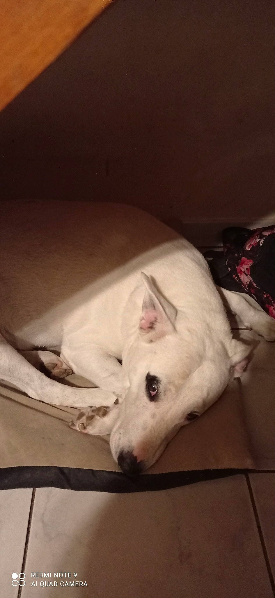 Lol participe au concours pour gagner de l'argent avec cette photo : bull_terrier, bull_terrier_miniature, canidae, carnivore, dog, dog_breed, dogo_argentino, gull_terr, non_sporting_group