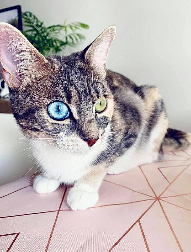 Scooby a rejoint le concours — aidez-le/la à gagner de superbes lots ! carnivore, cat, couch, domestic_short_haired_cat, door, felidae, flooring, fur, grey, metal, paw, photo_caption, rectangle, sitting, small_to_medium_sized_cats, snout, square, tail, whiskers, wildlife