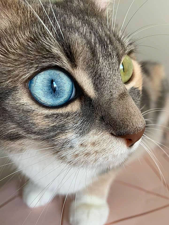 Scooby a rejoint le concours — aidez-le/la à gagner de superbes lots ! carnivore, cat, close_up, curious, domestic_short_haired_cat, ear, eye, eyelash, face, felidae, fur, head, mammal, nose, photography, small_to_medium_sized_cats, snout, vertebrate, whiskers, wildlife