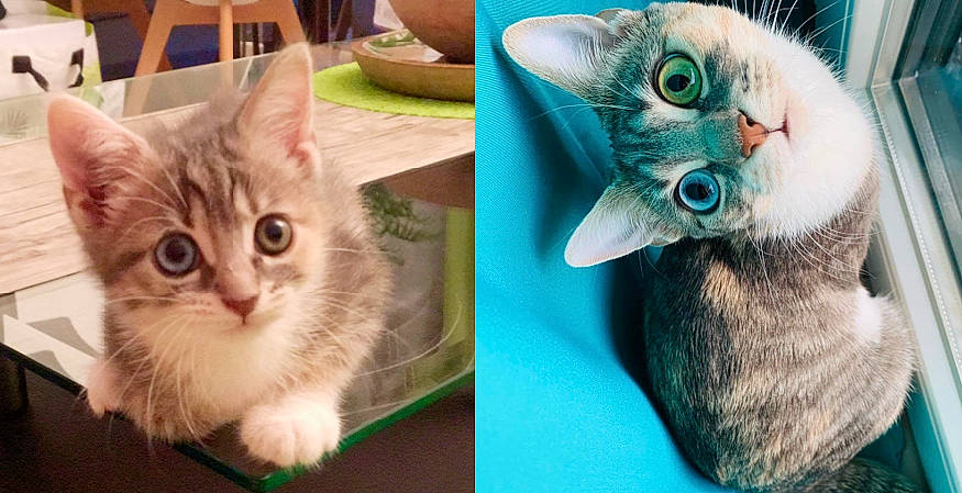 Scooby participe au concours pour gagner de l'argent avec cette photo : blue, carnivore, cat, chair, domestic_short_haired_cat, ear, fawn, felidae, fur, gesture, green, iris, mammal, organism, paw, photo_caption, small_to_medium_sized_cats, snout, vertebrate, whiskers