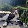 cat, tabby, white, animal, pet, outdoor, sunlight, wooden_deck, relaxing, garden, greenery, fur, whiskers, paws, nature, daylight, mammal, cute, peaceful, portrait