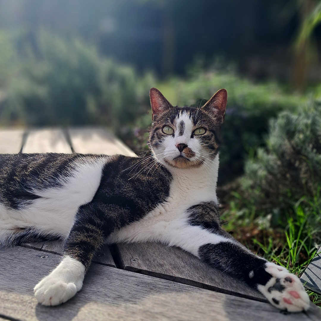 Rio participe au concours pour gagner de l'argent avec cette photo : animal, cat, cute, daylight, fur, garden, greenery, mammal, nature, outdoor, paws, peaceful, pet, portrait, relaxing, sunlight, tabby, whiskers, white, wooden_deck