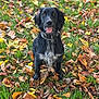 dog, black_dog, sitting, autumn_leaves, grass, outdoor, collar, tongue_out, happy, pet, nature, fall, leaf_litter, canine, animal, playful, fur, watching, seasonal, park