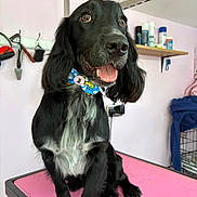 Fiury is registered to the contest to win money with this photo: dog, black_dog, bow_tie, pet, indoor, grooming_table, happy, tongue_out, sitting, fur, white_chest, ears, eyes, pet_care, shelf, bottle, hooks, leash, crate, pink_surface