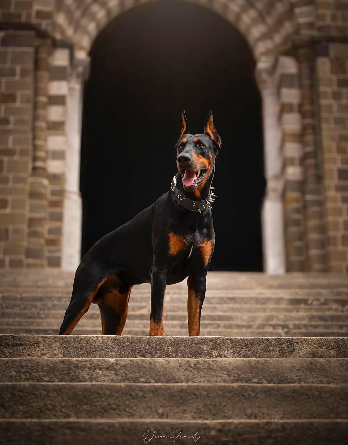 Kayzer participe au concours pour gagner de l'argent avec cette photo : canidae, carnivore, companion_dog, dobermann, dog, dog_breed, fawn, grey, guard_dog, pinscher, prazsky_krysarik, russkiy_toy, snout, sporting_group, tail, toy_dog, whiskers, wood, working_animal, working_dog