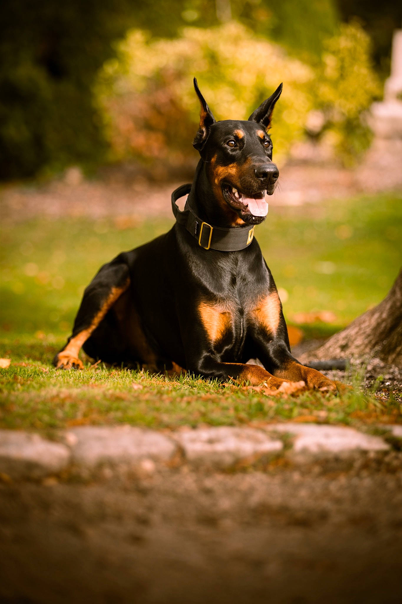 Kayzer participe au concours pour gagner de l'argent avec cette photo : canidae, carnivore, companion_dog, dobermann, dog, dog_breed, dog_collar, fictional_character, grass, guard_dog, plant, sporting_group, tail, terrestrial_animal, toy_dog, tree, whiskers, wood, working_animal, working_dog