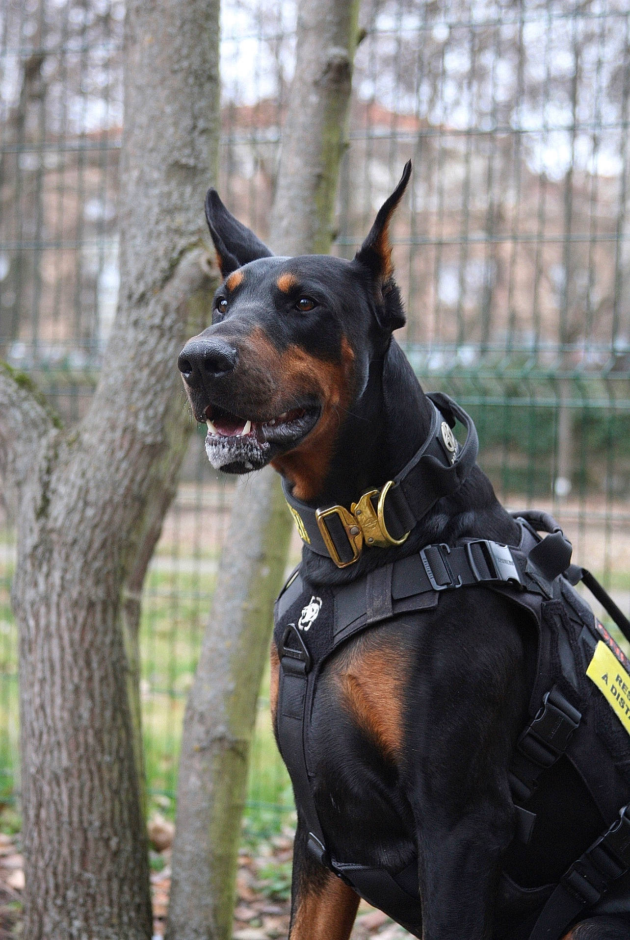 Kayzer participe au concours pour gagner de l'argent avec cette photo : carnivore, collar, companion_dog, dobermann, dog, dog_breed, dog_collar, dog_supply, fawn, fence, guard_dog, leash, mammal, mesh, personal_protective_equipment, pet_supply, plant, snout, tree, working_animal