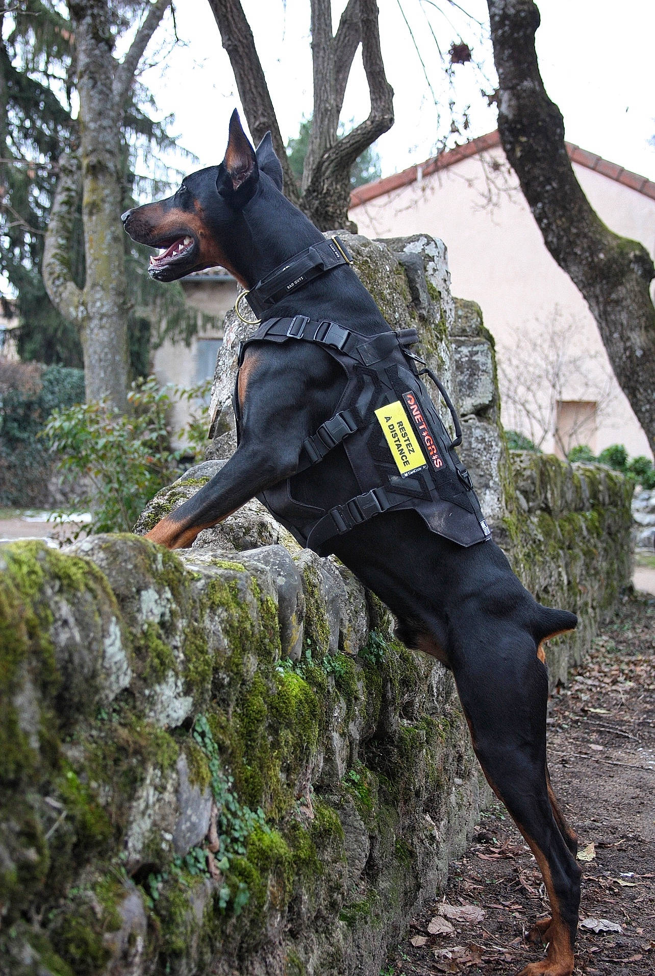 Kayzer a rejoint le concours — aidez-le/la à gagner de superbes lots ! adventure, canidae, carnivore, collar, dog, dog_breed, dog_collar, dog_supply, guard_dog, leash, plant, rampur_greyhound, recreation, sky, snout, sporting_group, terrestrial_animal, tree, working_animal, working_dog