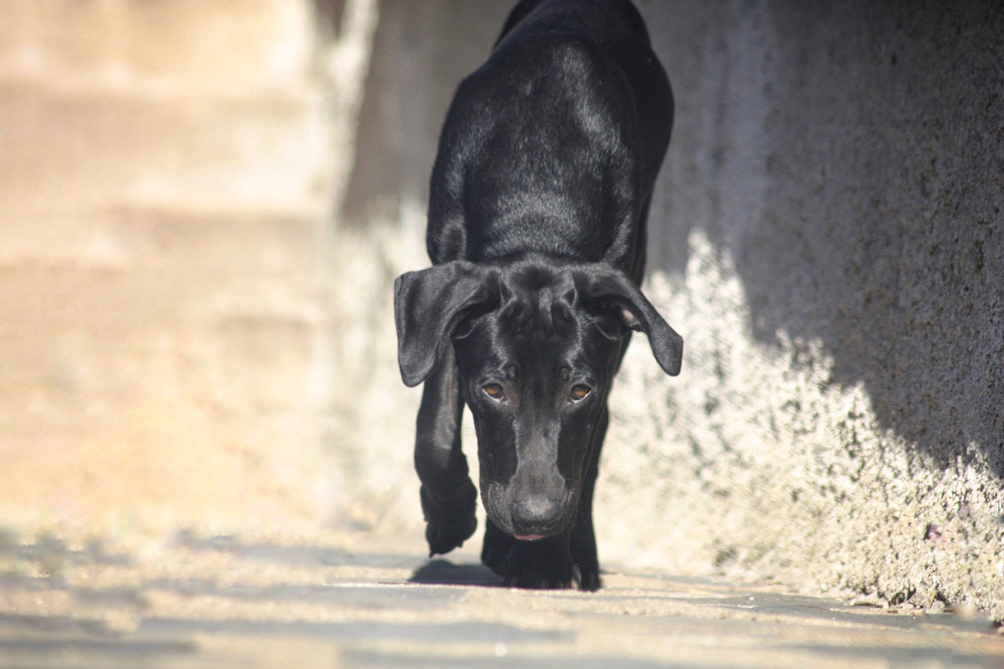 Hermès participe au concours pour gagner de l'argent avec cette photo : borador, canidae, carnivore, companion_dog, darkness, dog, dog_breed, eye, fawn, guard_dog, monochrome_photography, shadow, snout, sporting_group, street_dog, tail, terrestrial_animal, tints_and_shades, wood, working_animal