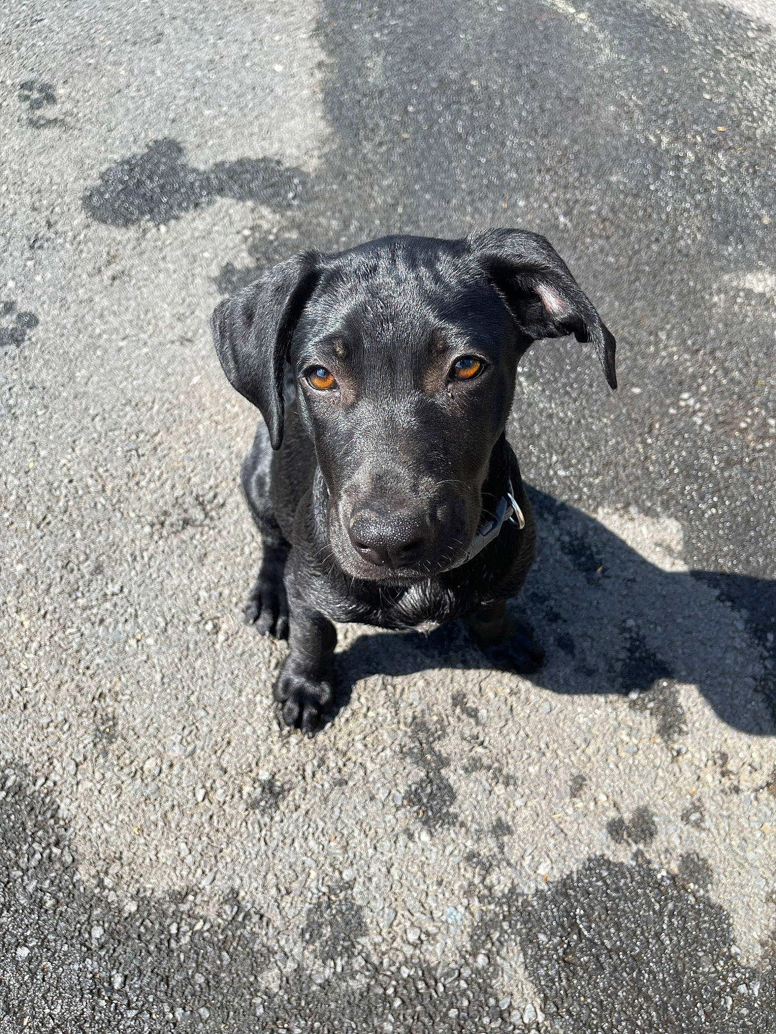 Hermès participe au concours pour gagner de l'argent avec cette photo : asphalt, borador, canidae, carnivore, companion_dog, dog, dog_breed, eye, fawn, guard_dog, hunting_dog, road_surface, snout, soil, sporting_group, street_dog, tar, terrestrial_animal, working_animal, working_dog